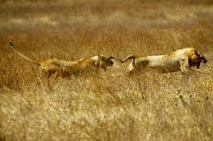 Lions can run at great speeds but only for short distances